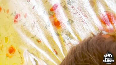 Shelena scopata da Lucas