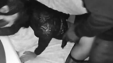 Trio moglie italiana con due black