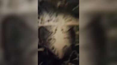 Italiana sborrata in faccia da due ragazzi